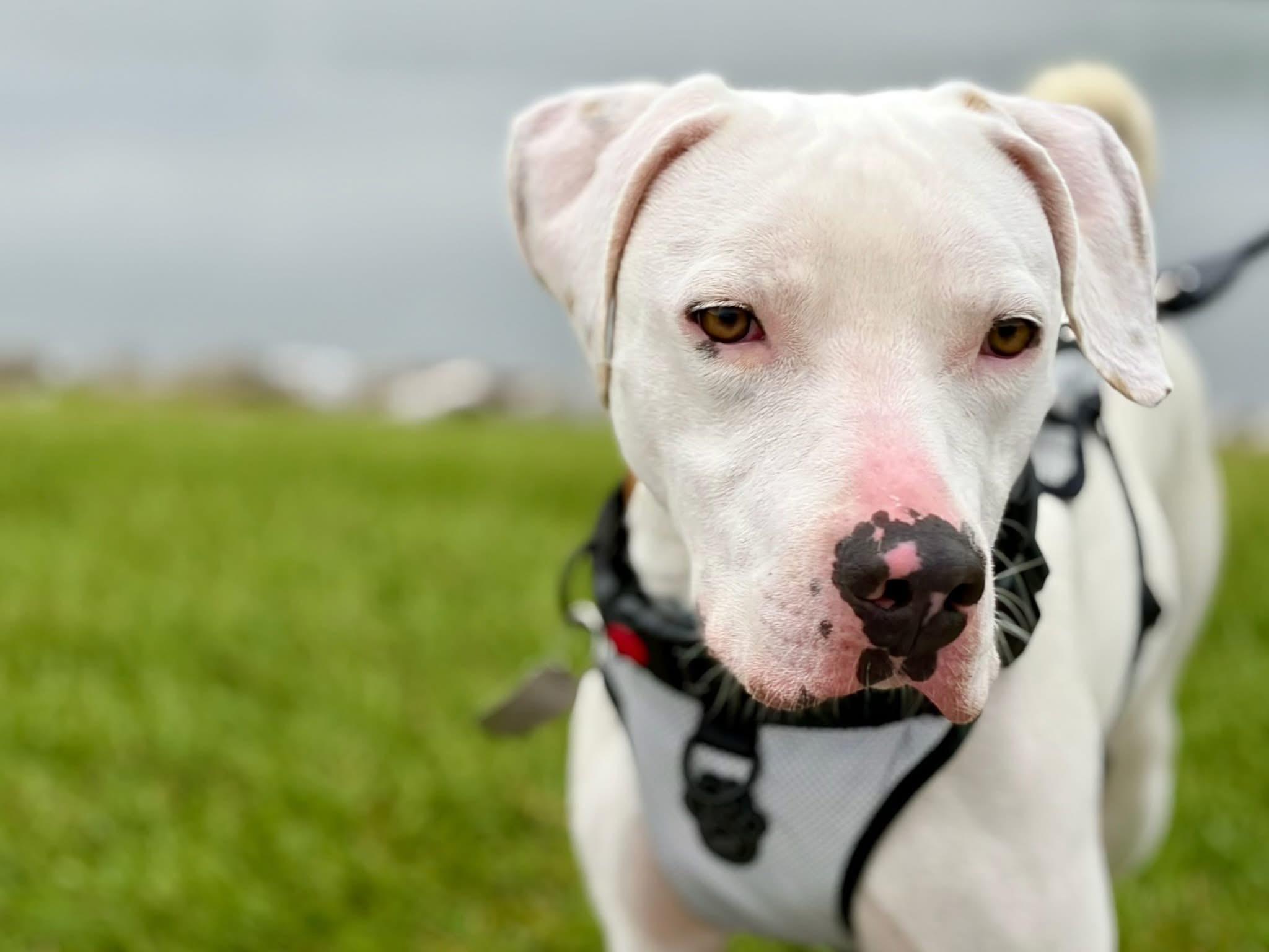 Enlarge Ghost, a ADOPTABLE Mixed Breed in Ellicott City, MD image 2/6