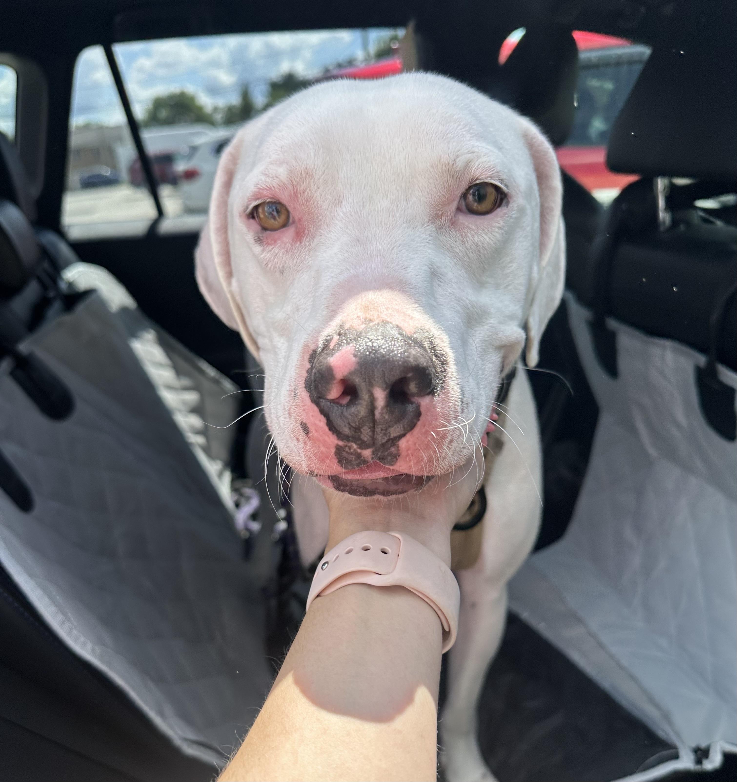 Enlarge Ghost, a Adoptable Mixed Breed in Ellicott City, MD image 2/6