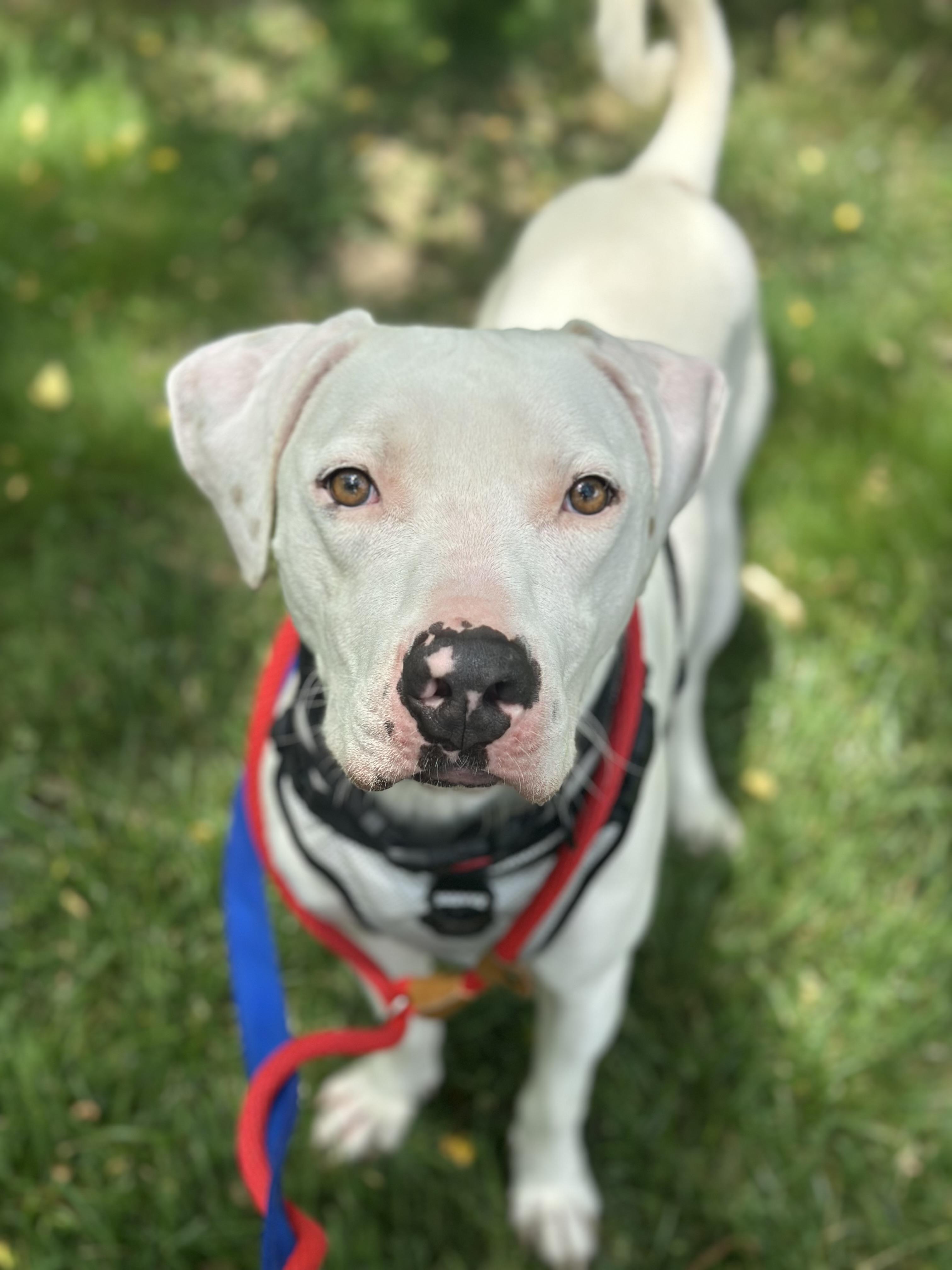 Ghost, ADOPTABLE, Young Male Mixed Breed.