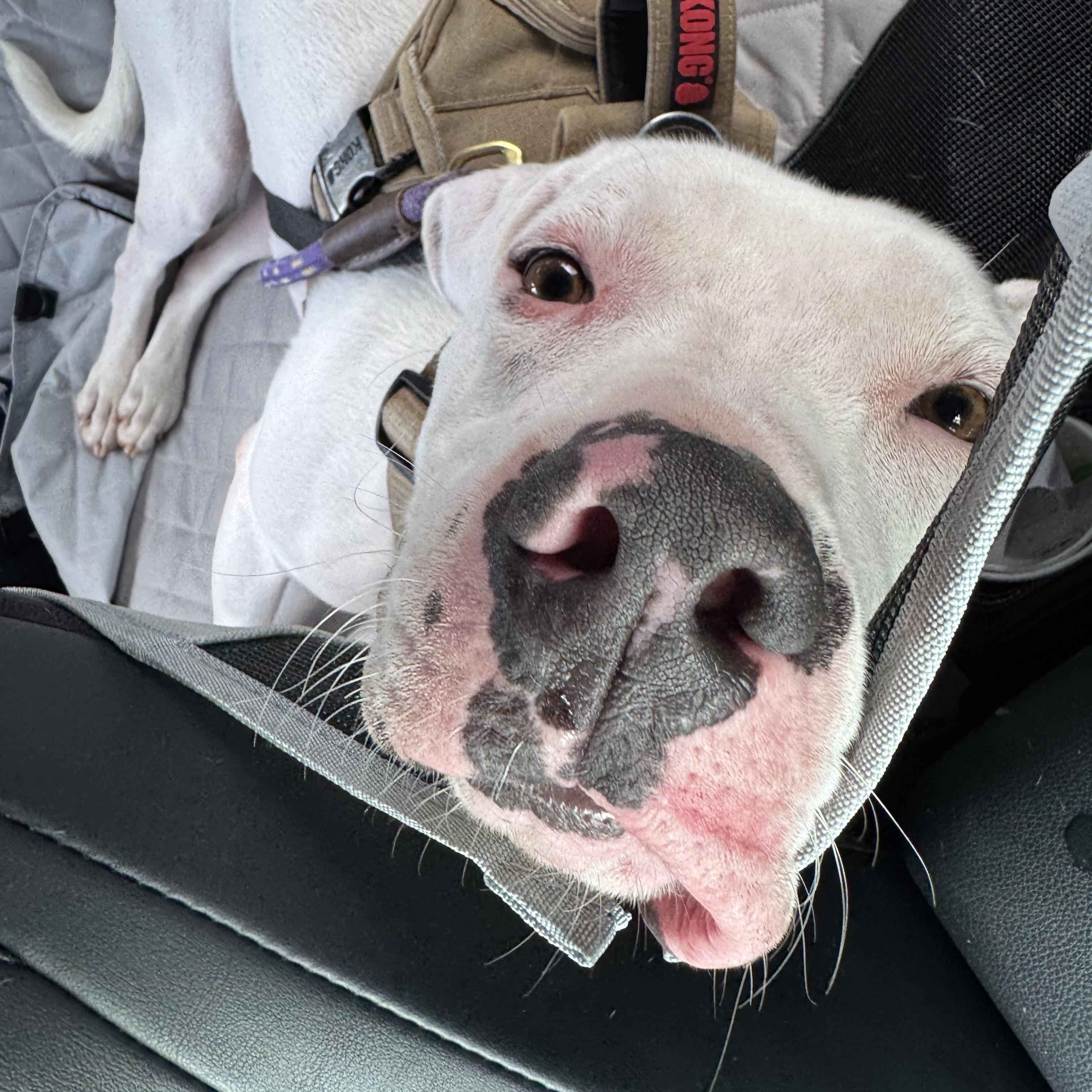 Enlarge Ghost, a Adoptable Mixed Breed in Ellicott City, MD image 3/6