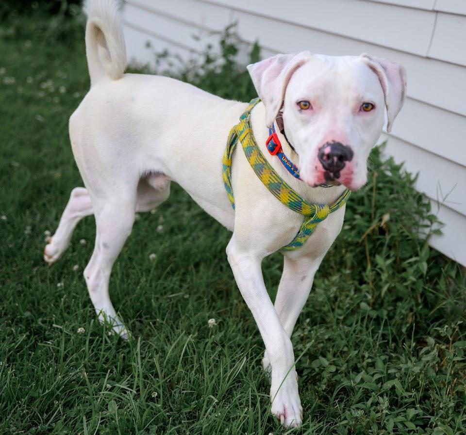 Ghost, ADOPTABLE, Young Male Mixed Breed.