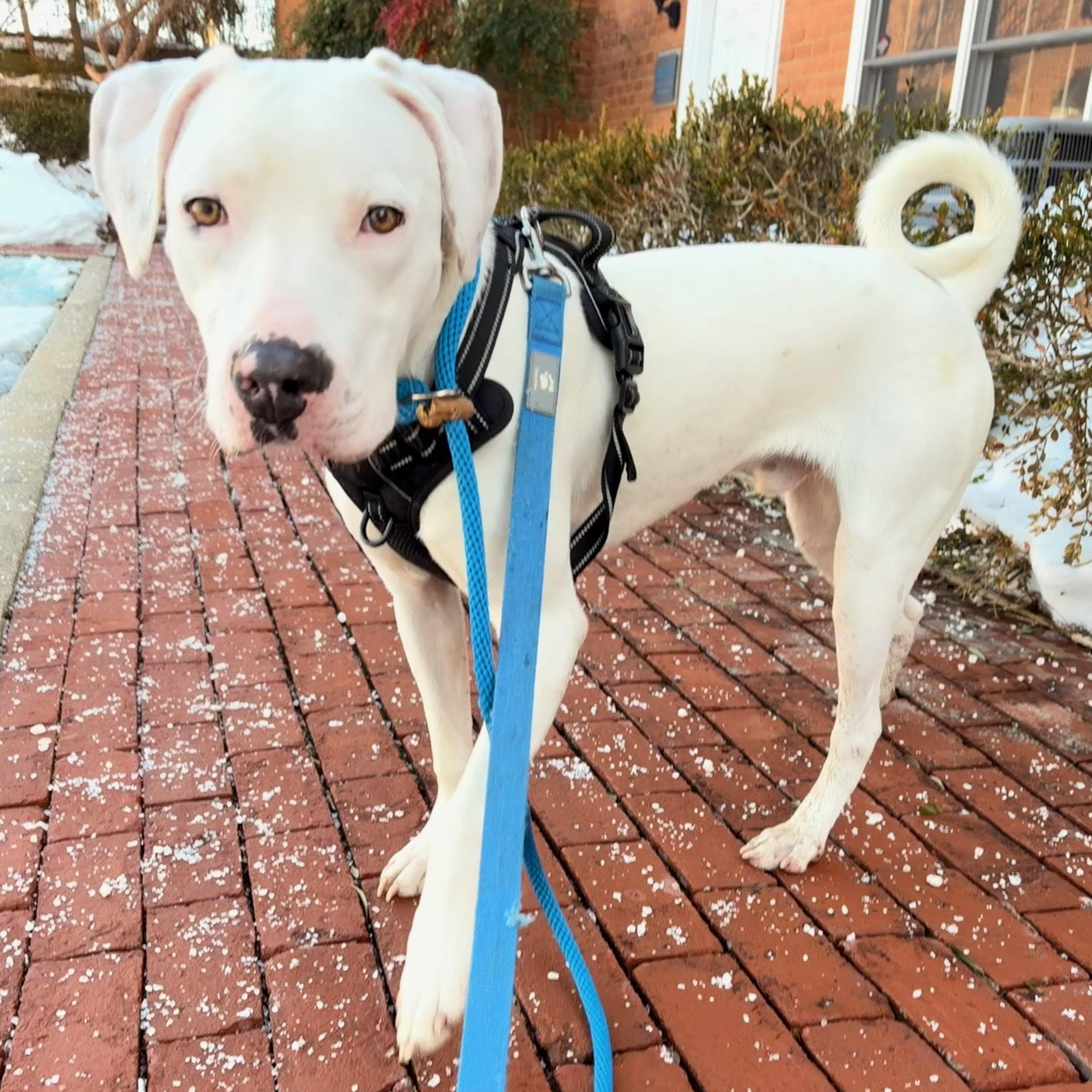 Enlarge Ghost, a ADOPTABLE Mixed Breed in Ellicott City, MD image 1/4