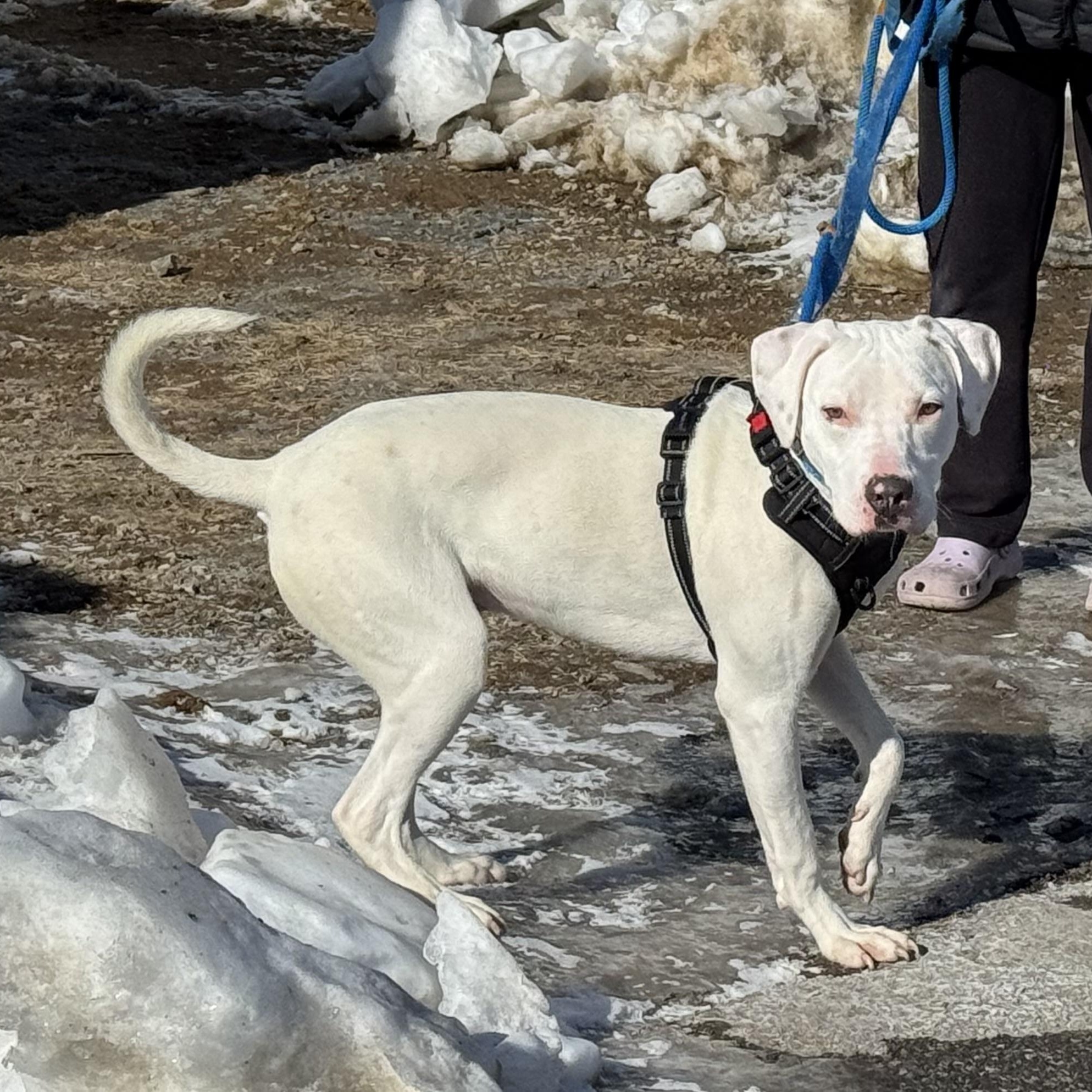 Enlarge Ghost, a ADOPTABLE Mixed Breed in Ellicott City, MD image 2/4