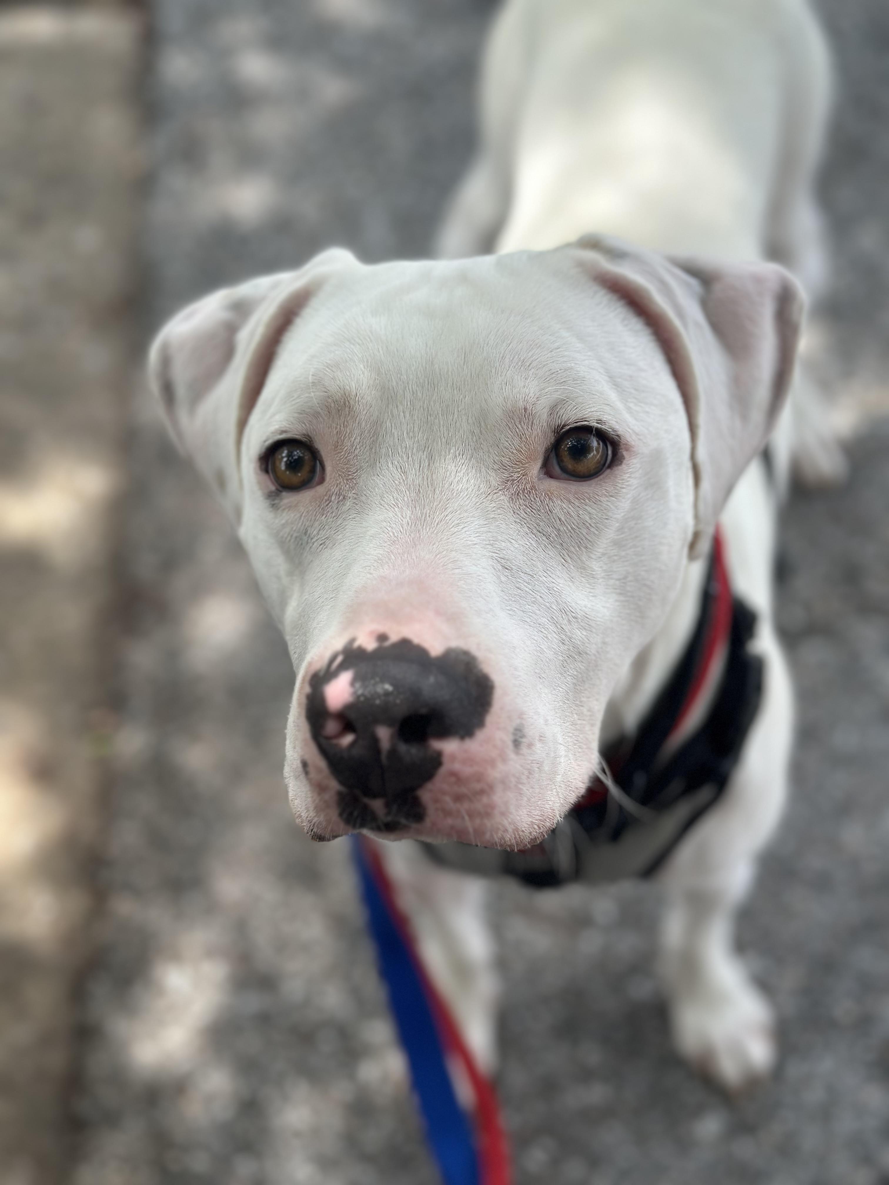 Ghost, a ADOPTABLE Mixed Breed in Ellicott City, MD image 2/6