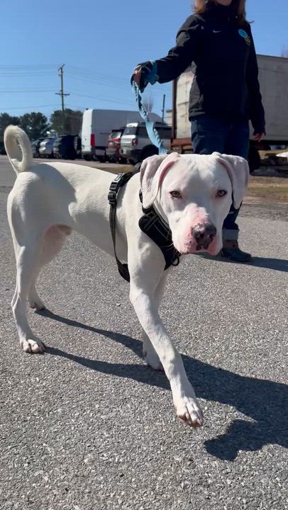 Enlarge Ghost, a ADOPTABLE Mixed Breed in Ellicott City, MD video 3/4
