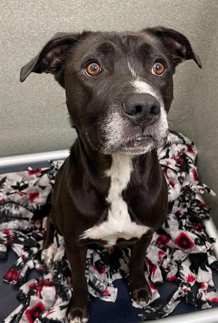 ZOEY, Adoptable, Adult Female Pit Bull Terrier & Labrador Retriever.