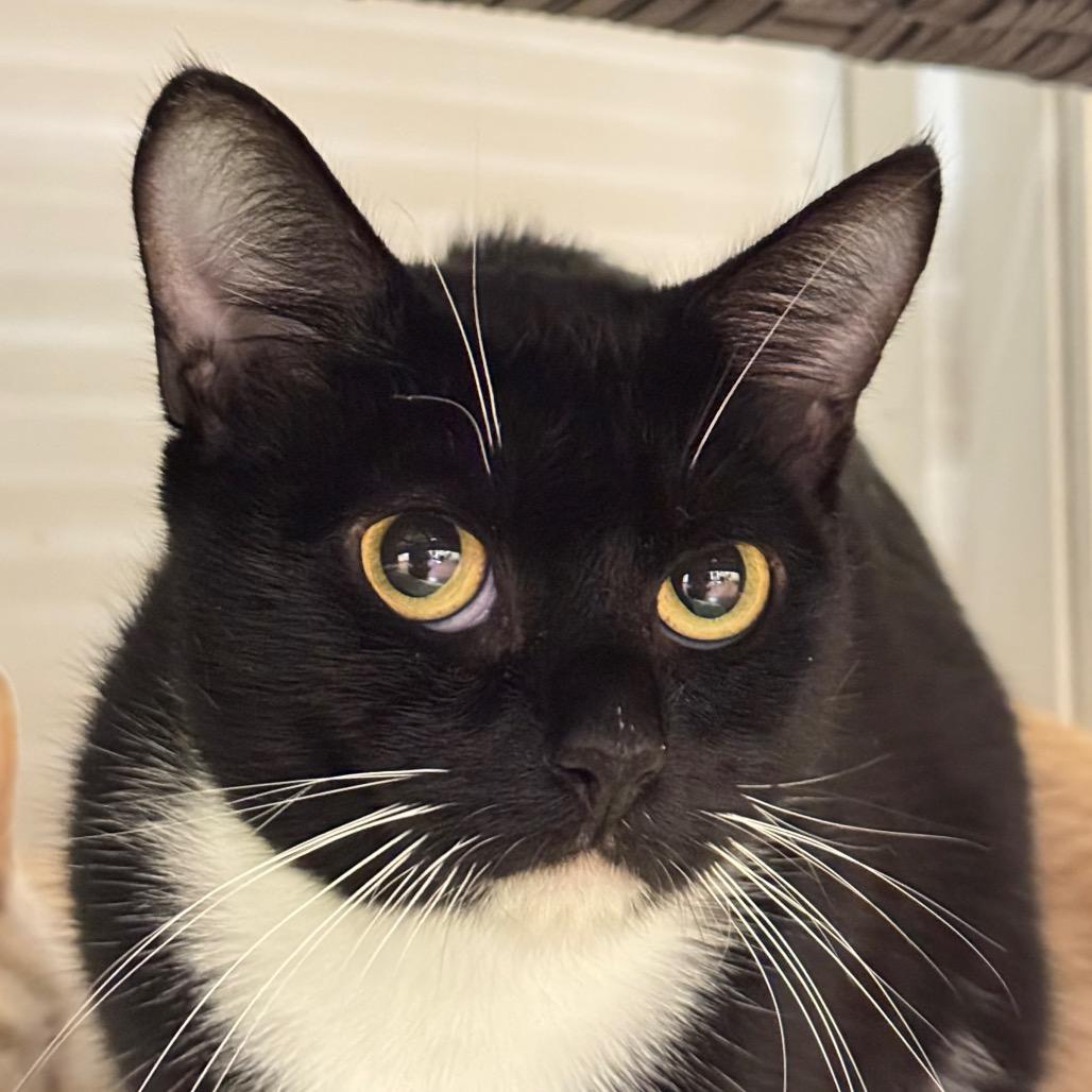 Enlarge Dolly Purrton, a Adoptable Domestic Short Hair in Santa Barbara, CA image 1/6