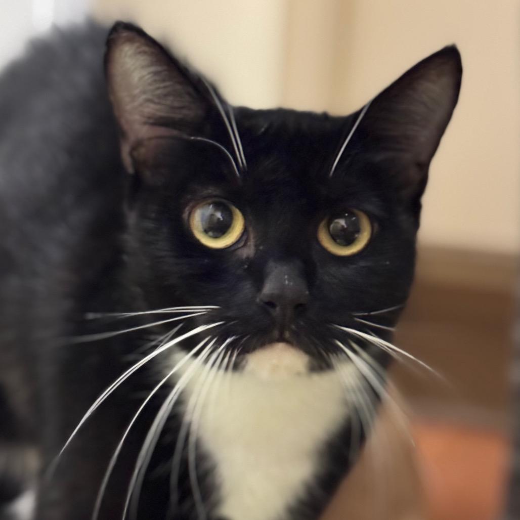 Enlarge Dolly Purrton, a Adoptable Domestic Short Hair in Santa Barbara, CA image 2/6