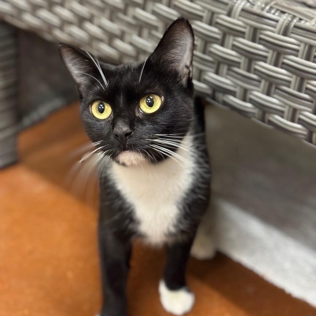 Enlarge Dolly Purrton, a Adoptable Domestic Short Hair in Santa Barbara, CA image 3/6