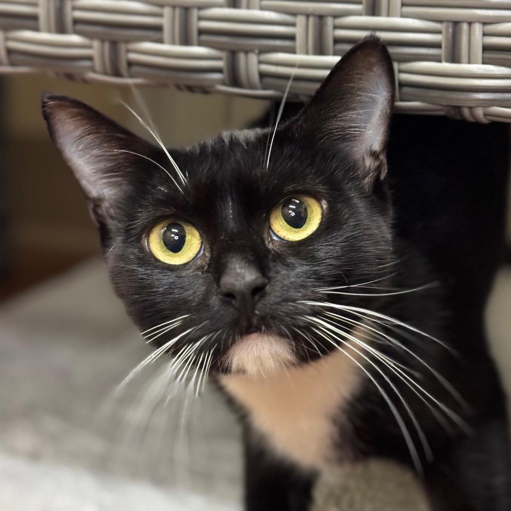 Enlarge Dolly Purrton, a Adoptable Domestic Short Hair in Santa Barbara, CA image 4/6