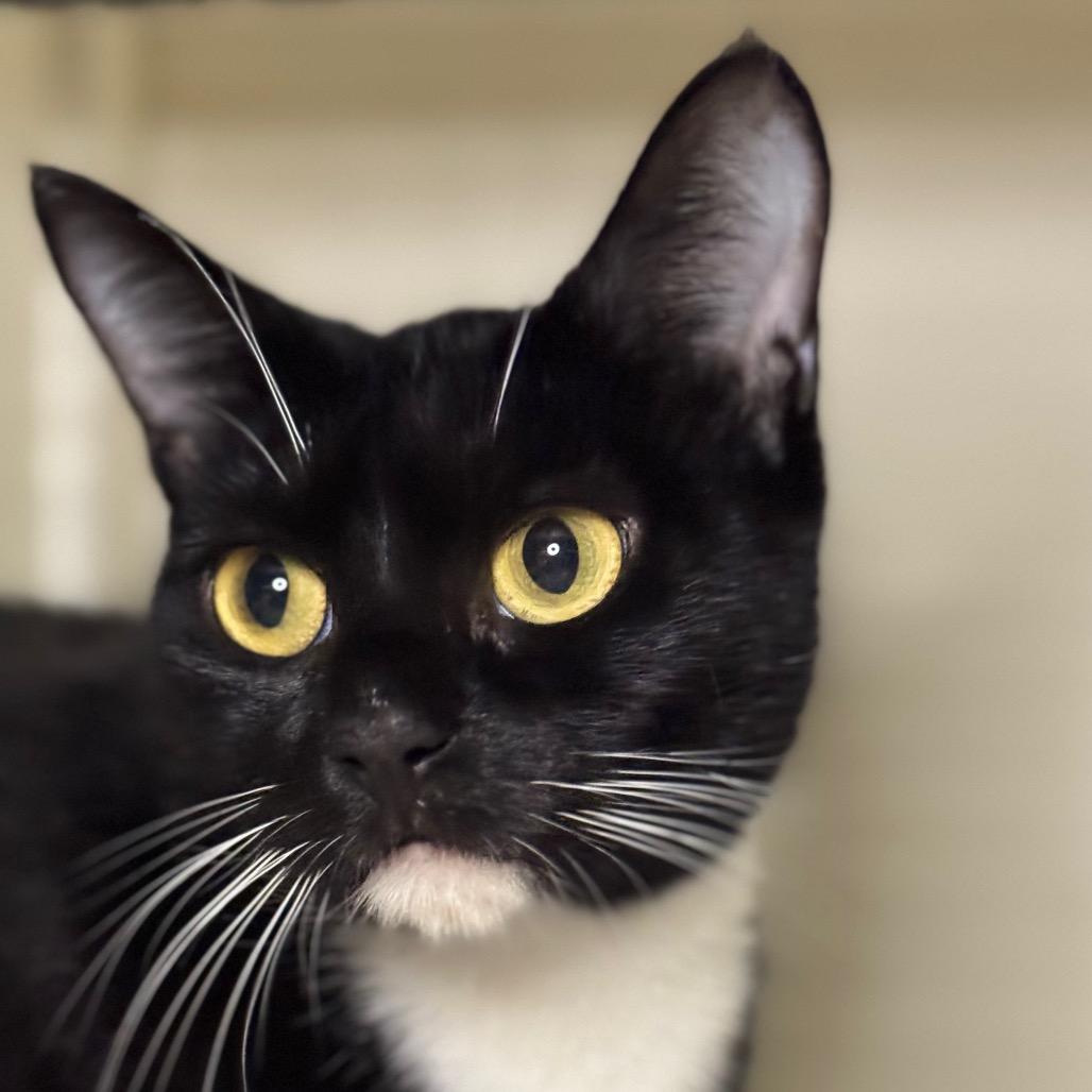 Enlarge Dolly Purrton, a Adoptable Domestic Short Hair in Santa Barbara, CA image 5/6