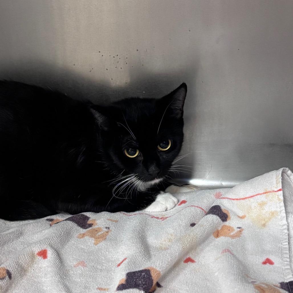 Enlarge Dolly Purrton, a Adoptable Domestic Short Hair in Santa Barbara, CA image 6/6