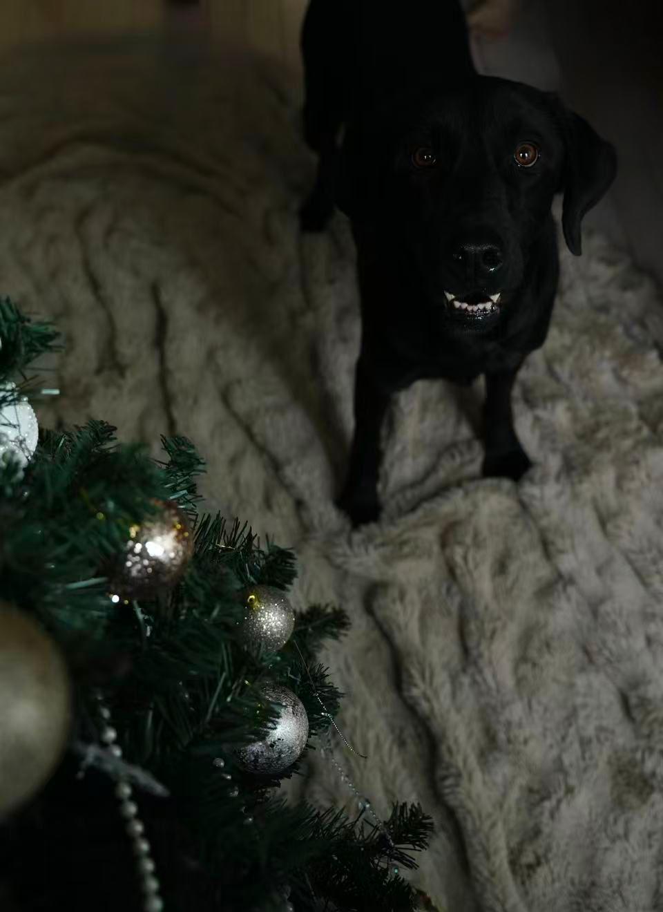 Enlarge Frye, a ADOPTABLE Black Labrador Retriever in Markham, ON image 5/5