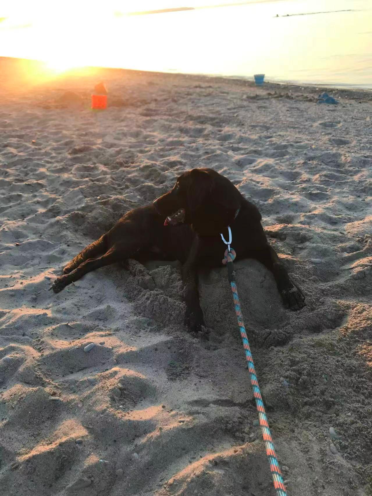 Enlarge Frye, a ADOPTABLE Black Labrador Retriever in Markham, ON image 3/5