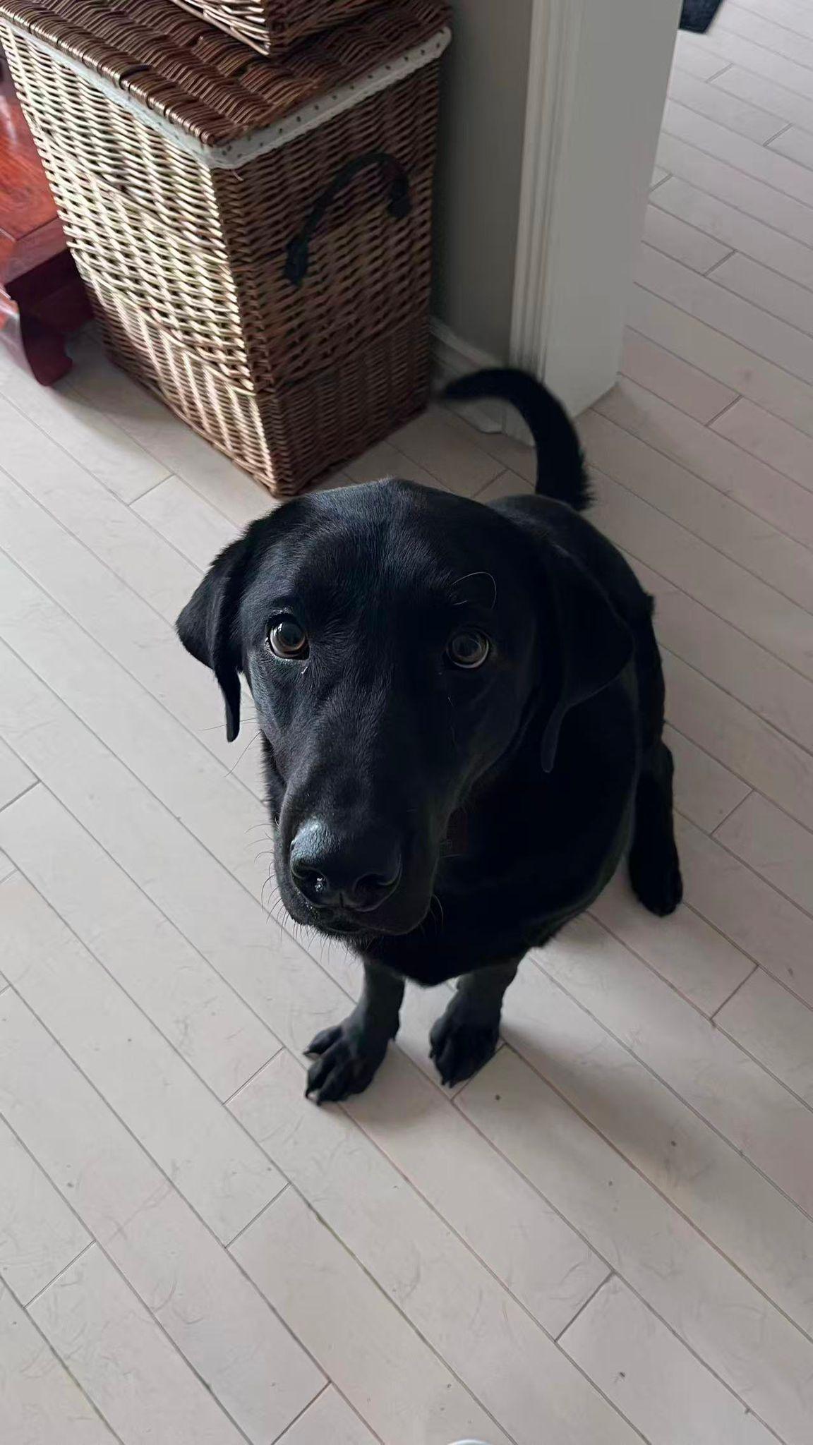 Frye, ADOPTABLE, Adult Male Black Labrador Retriever.