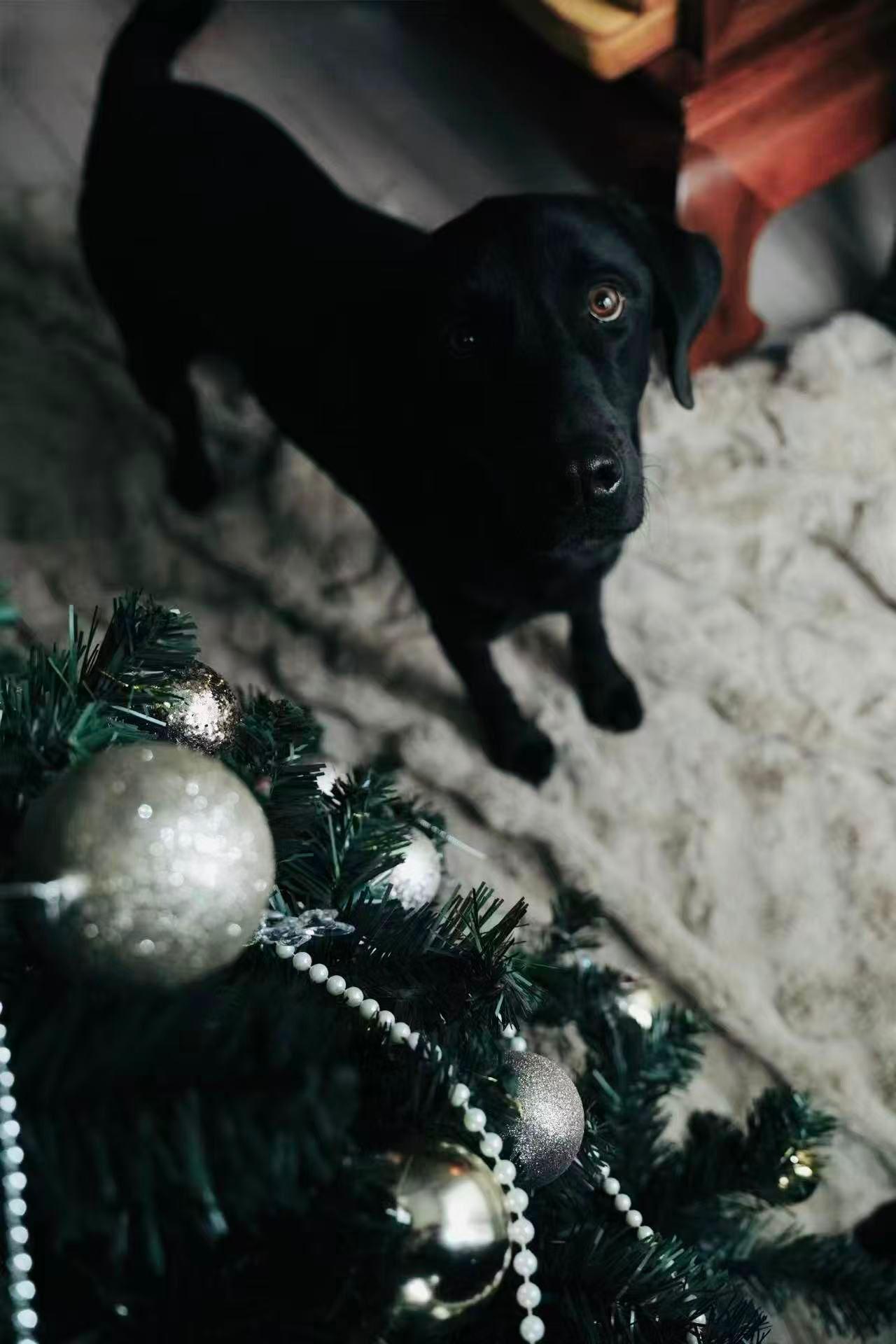 Enlarge Frye, a ADOPTABLE Black Labrador Retriever in Markham, ON image 2/5