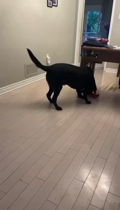 Enlarge Frye, a ADOPTABLE Black Labrador Retriever in Markham, ON video 4/5