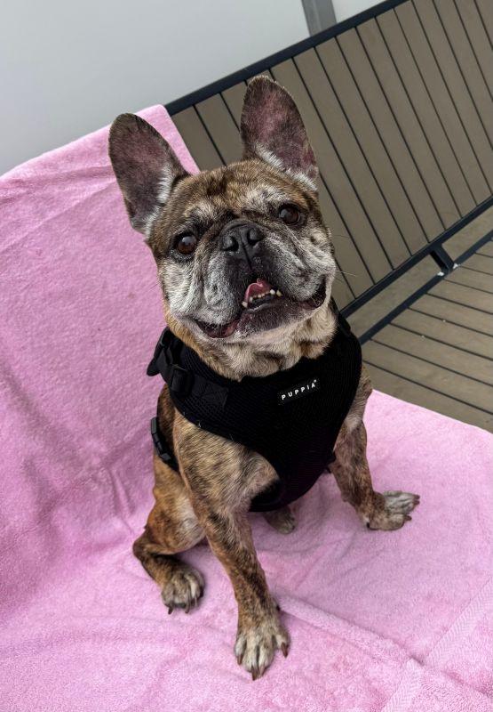 Enlarge Jules, an adopted French Bulldog in Berkeley, CA image 2/3