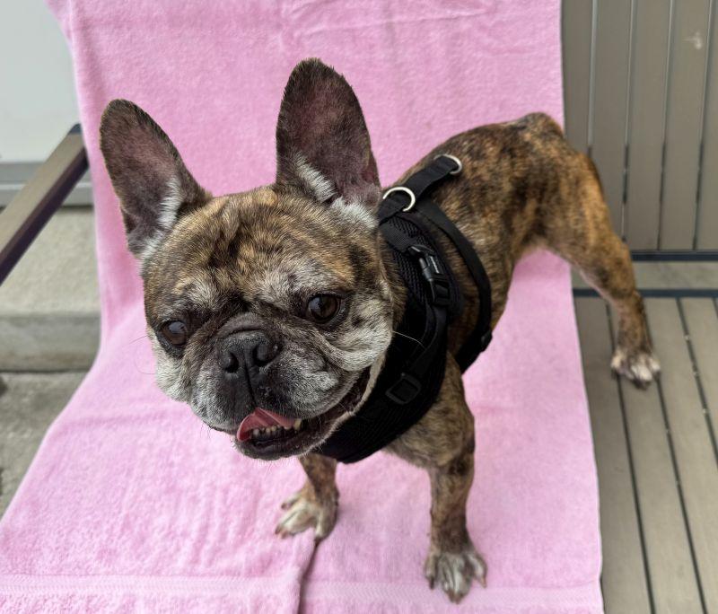 Enlarge Jules, an adopted French Bulldog in Berkeley, CA image 3/3