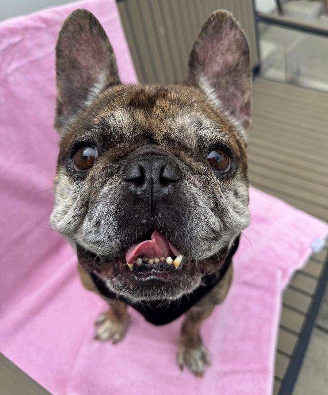 Enlarge Jules, an adopted French Bulldog in Berkeley, CA image 1/3