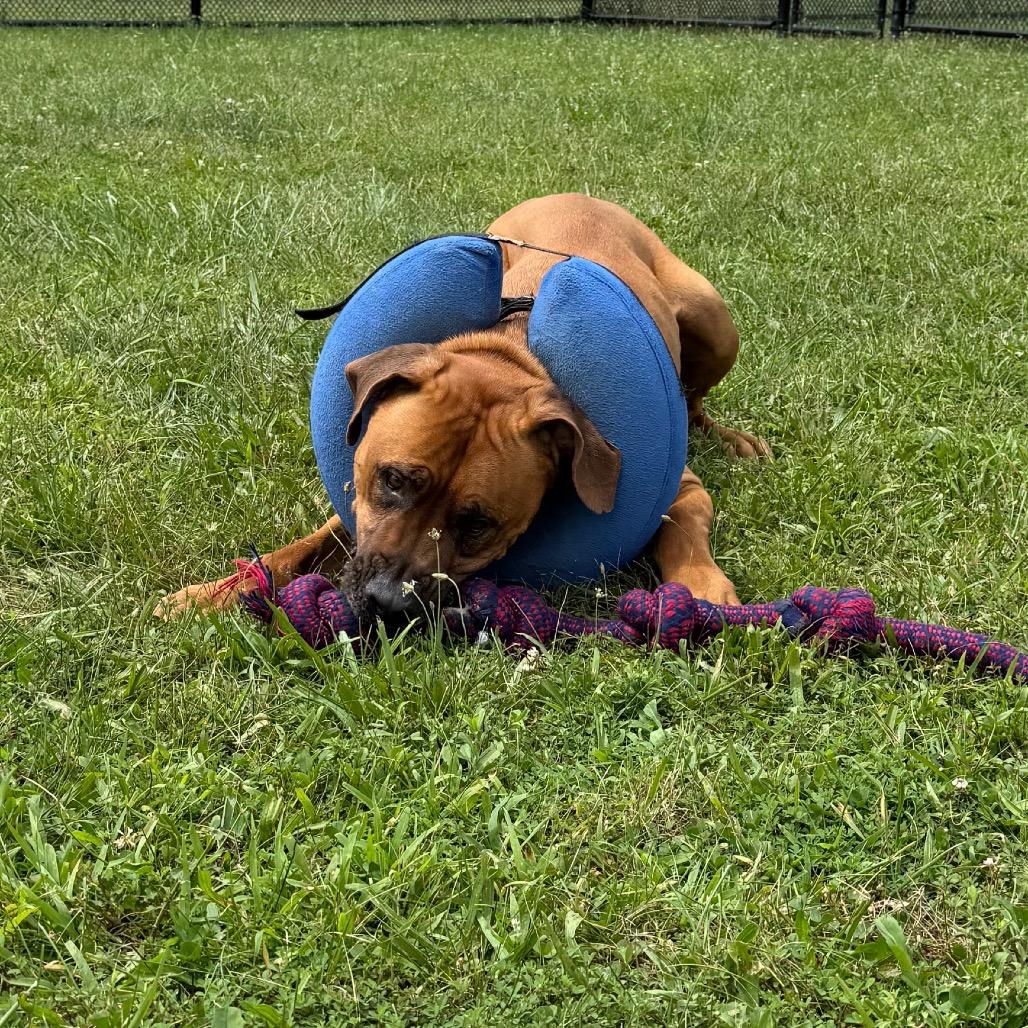 Meatball, Adoptable, Adult Male Mastiff & Mixed Breed.
