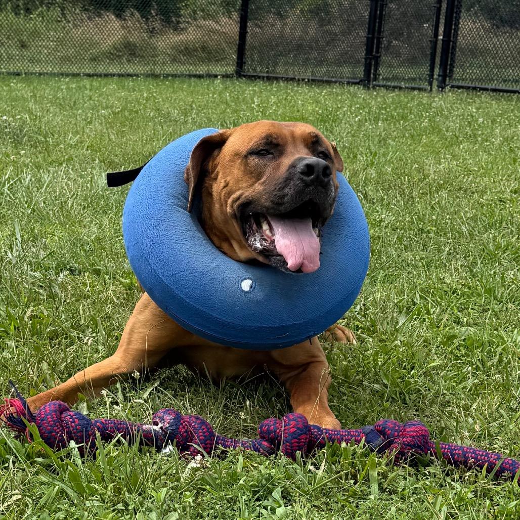 Enlarge Meatball, a Adoptable mixed breed in York, PA image 2/6