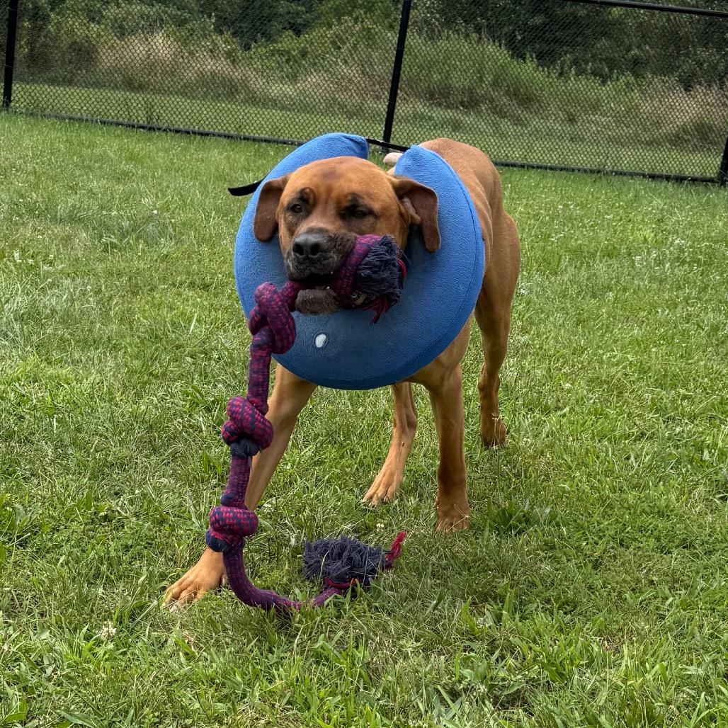 Enlarge Meatball, a Adoptable mixed breed in York, PA image 3/6