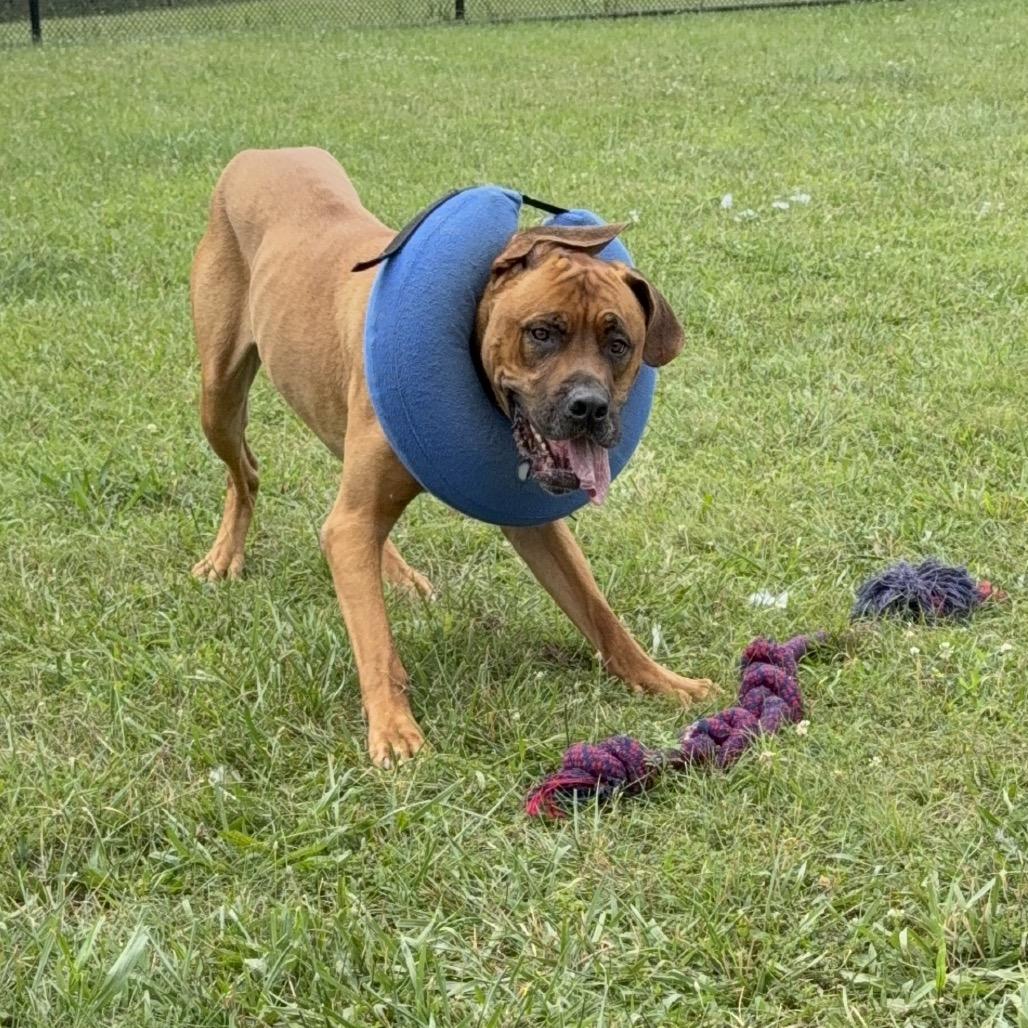 Enlarge Meatball, a Adoptable mixed breed in York, PA image 4/6