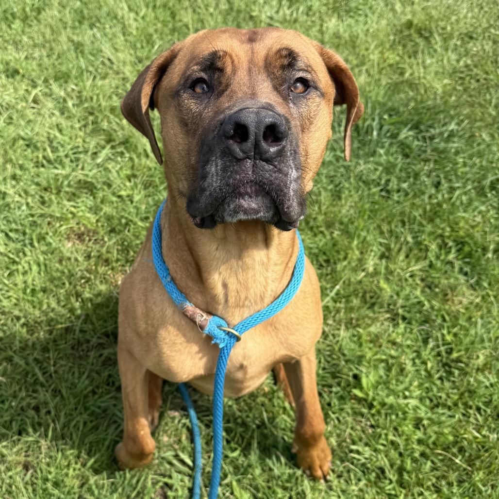 Enlarge Meatball, a Adoptable mixed breed in York, PA image 5/6