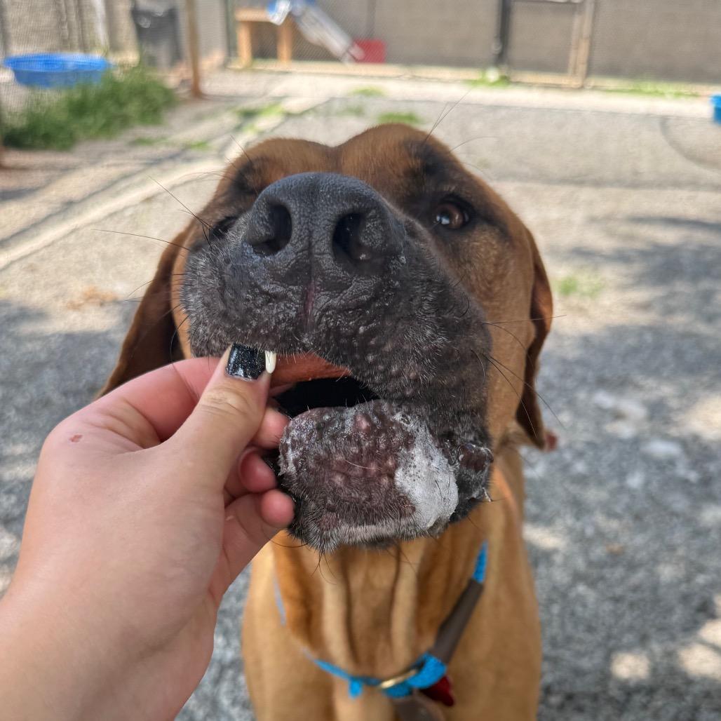 Enlarge Meatball, a Adoptable mixed breed in York, PA image 6/6