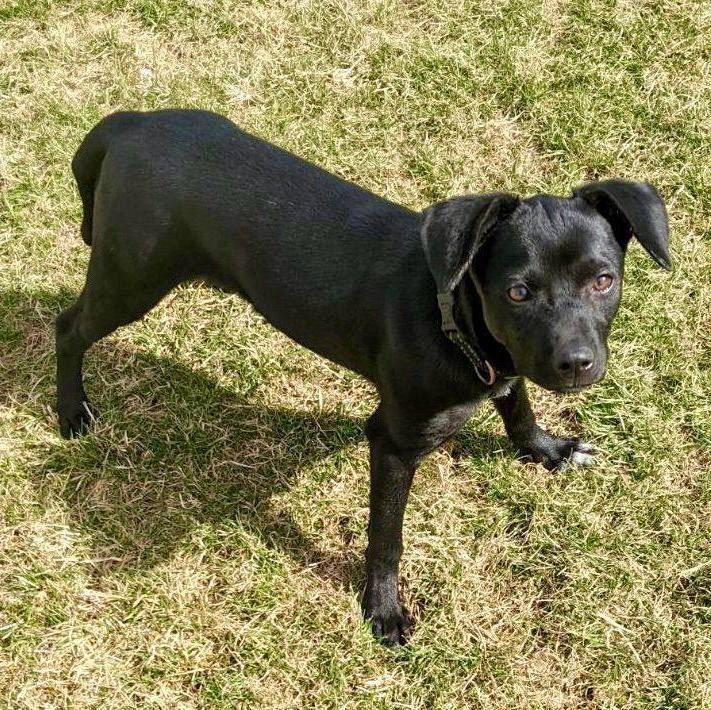 Dog for adoption Alaina, a Labrador Retriever & Shepherd Mix in Lake