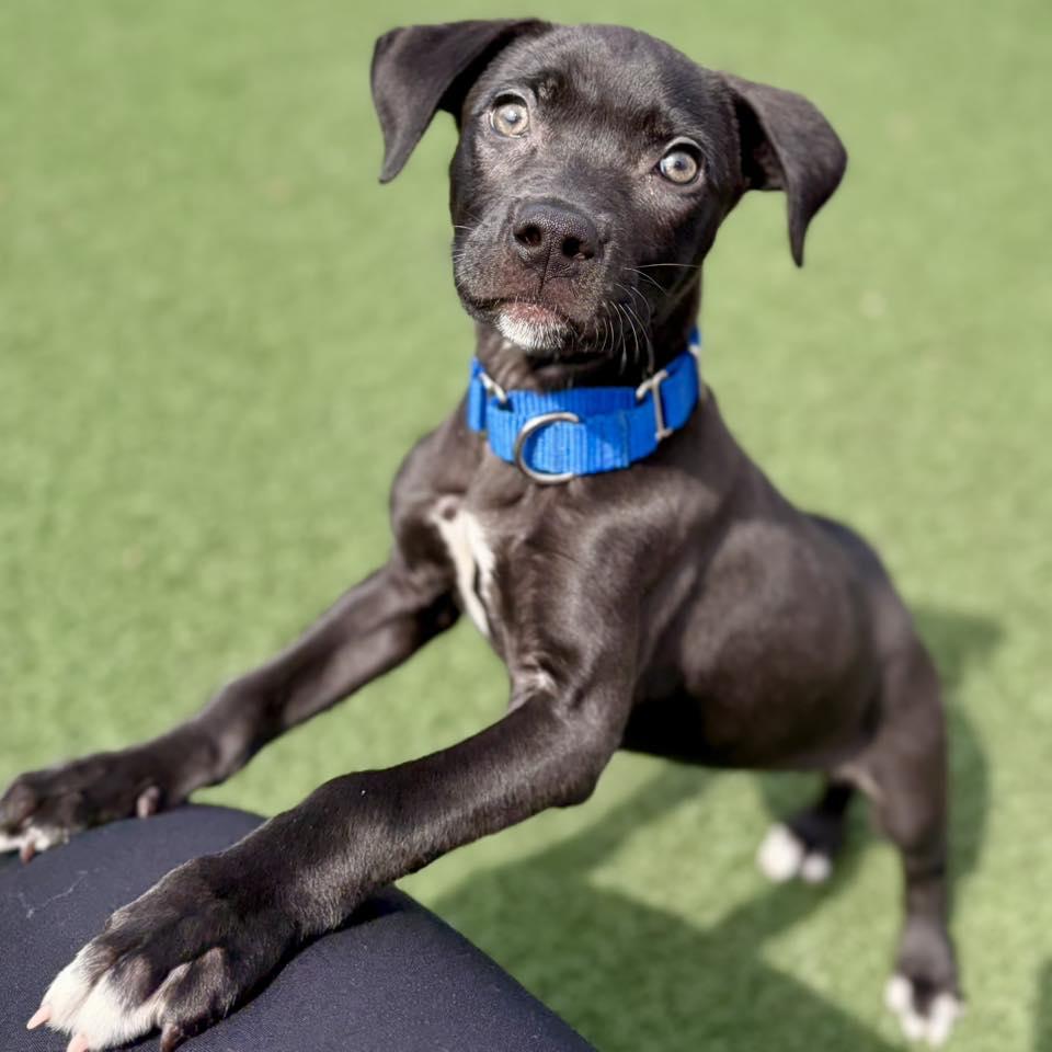 Petal, ADOPTABLE, Puppy Female Black Labrador Retriever.