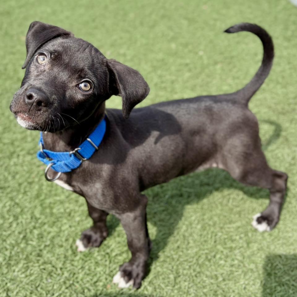 Enlarge Petal, a ADOPTABLE mixed breed in Whitehall, PA image 3/3