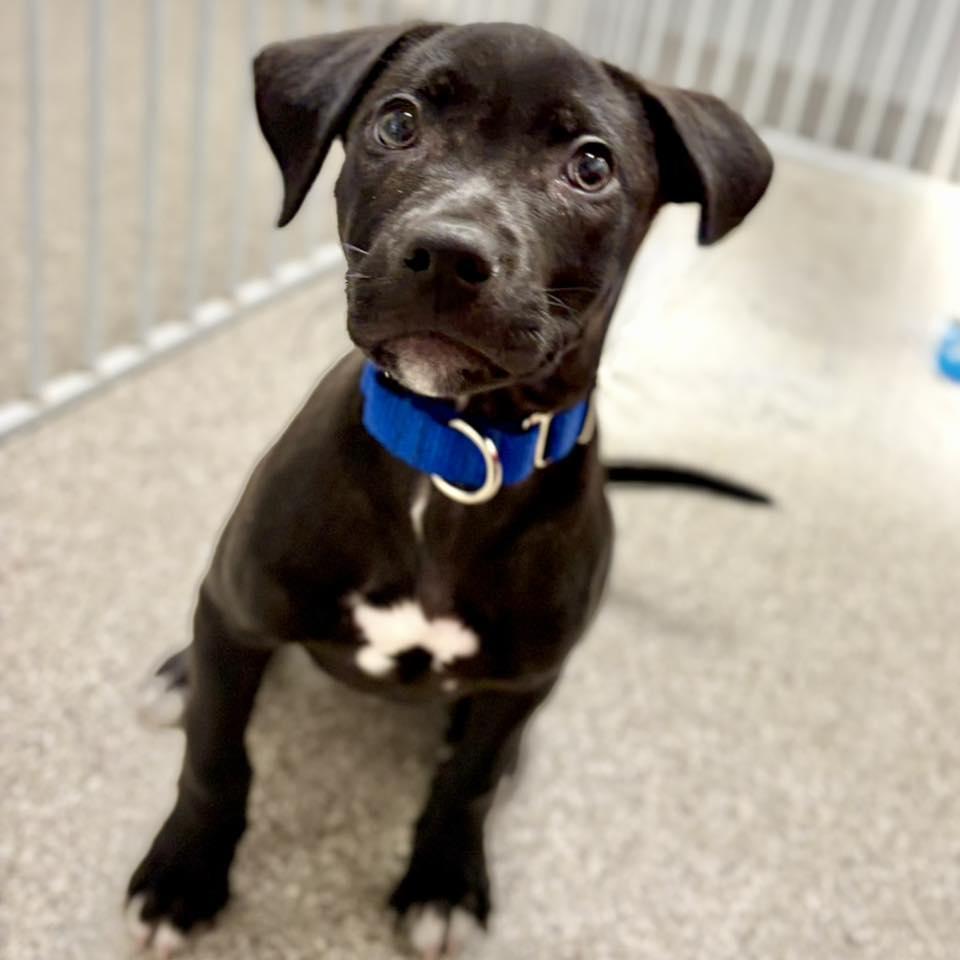 Enlarge Petal, a ADOPTABLE mixed breed in Whitehall, PA image 2/3