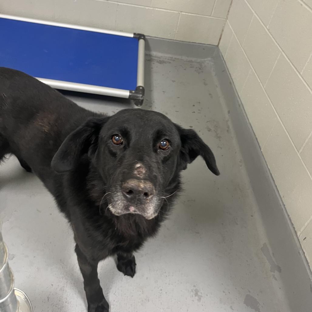 Enlarge Merlin, a Adoptable Black Labrador Retriever in Batavia, OH image 1/6
