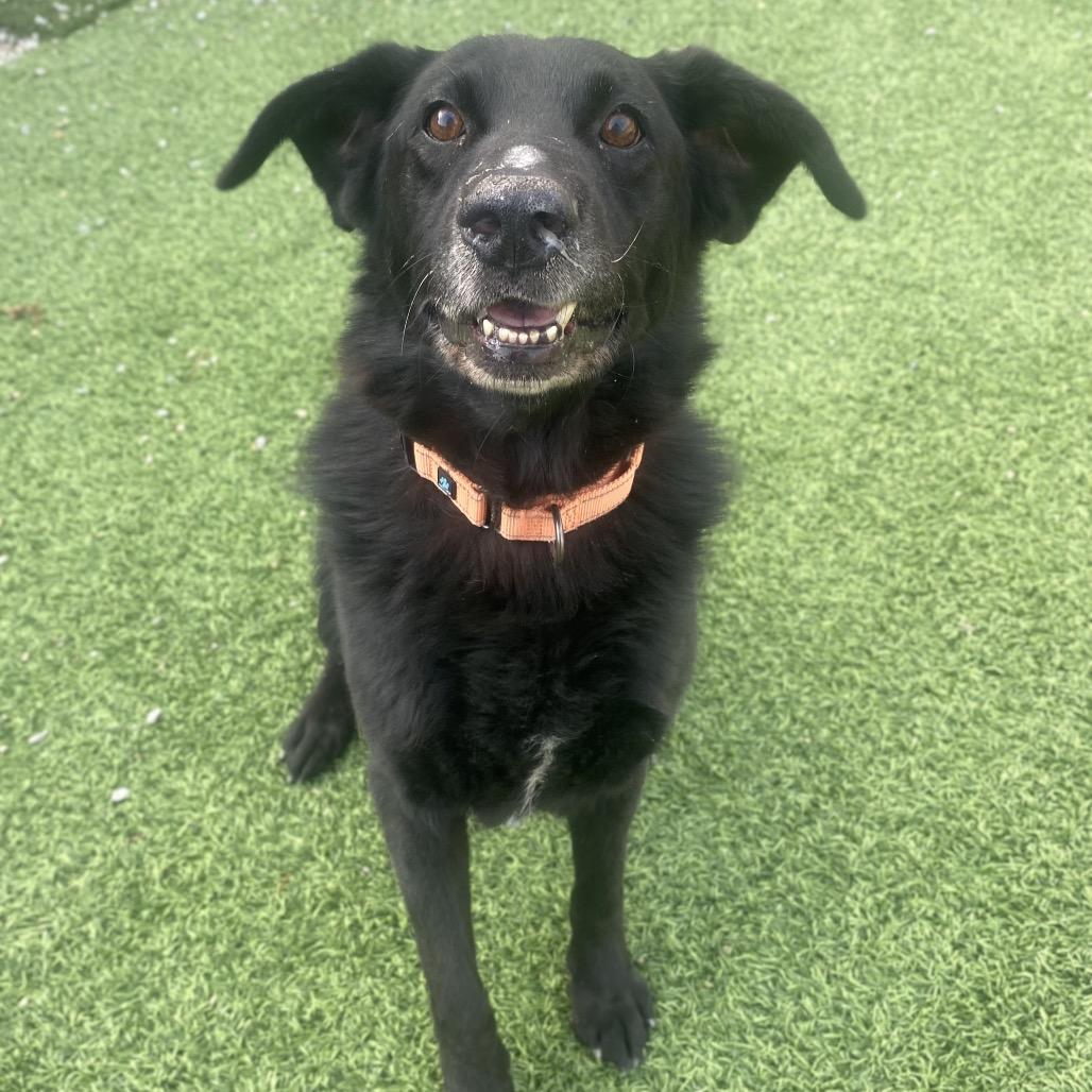 Enlarge Merlin, a Adoptable Black Labrador Retriever in Batavia, OH image 2/6