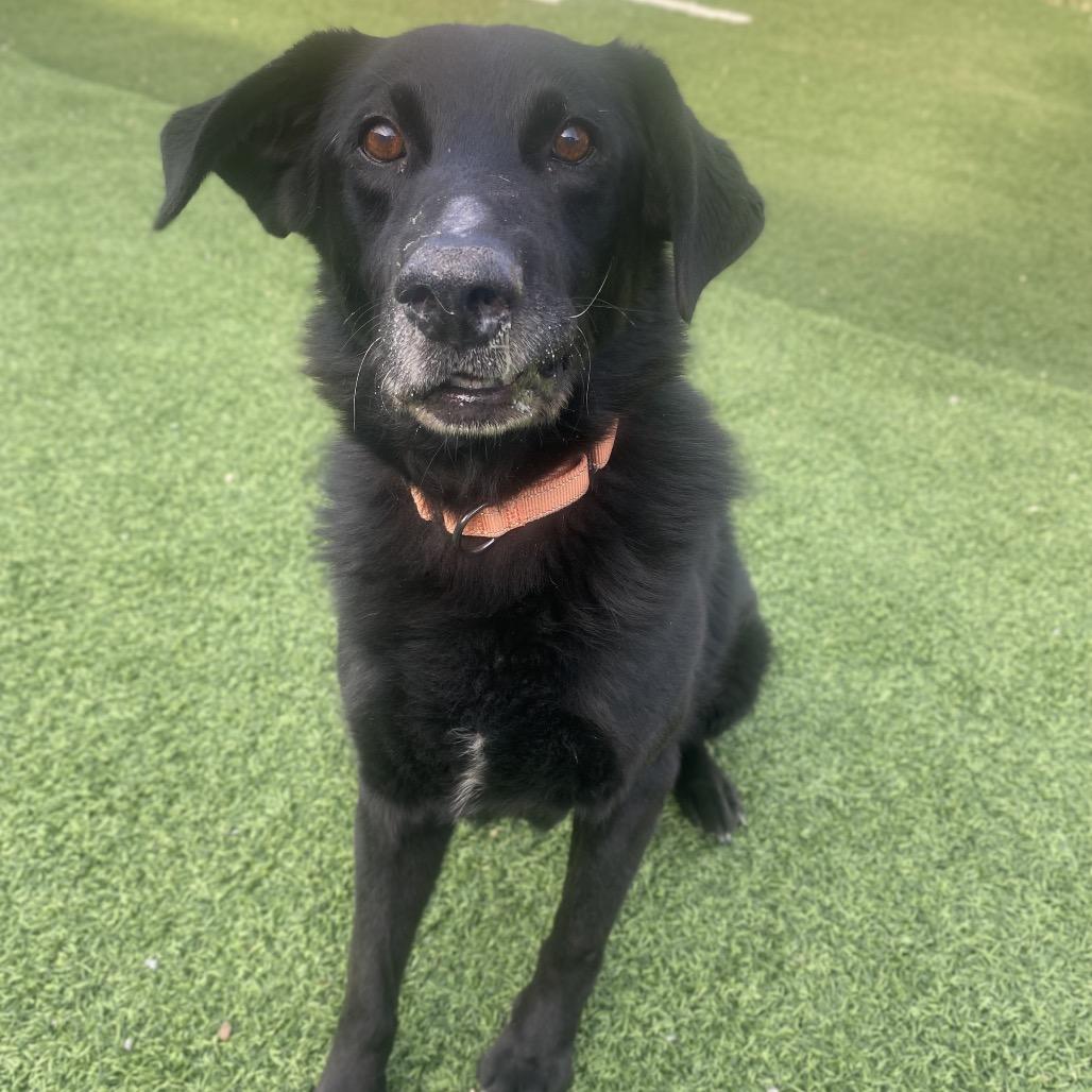 Enlarge Merlin, a Adoptable Black Labrador Retriever in Batavia, OH image 3/6