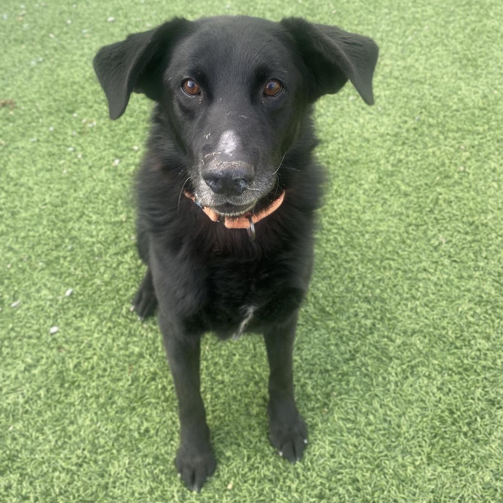Enlarge Merlin, a Adoptable Black Labrador Retriever in Batavia, OH image 5/6