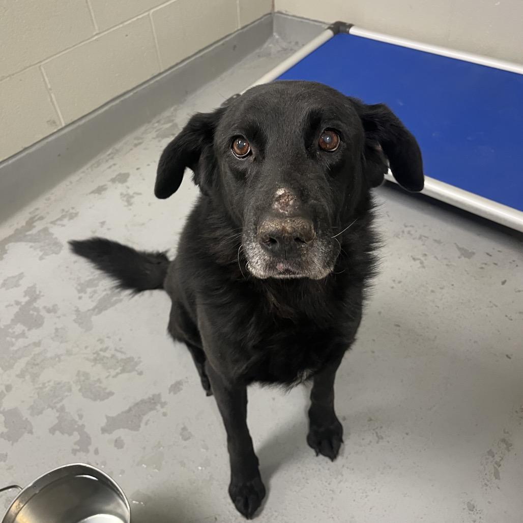 Enlarge Merlin, a Adoptable Black Labrador Retriever in Batavia, OH image 6/6