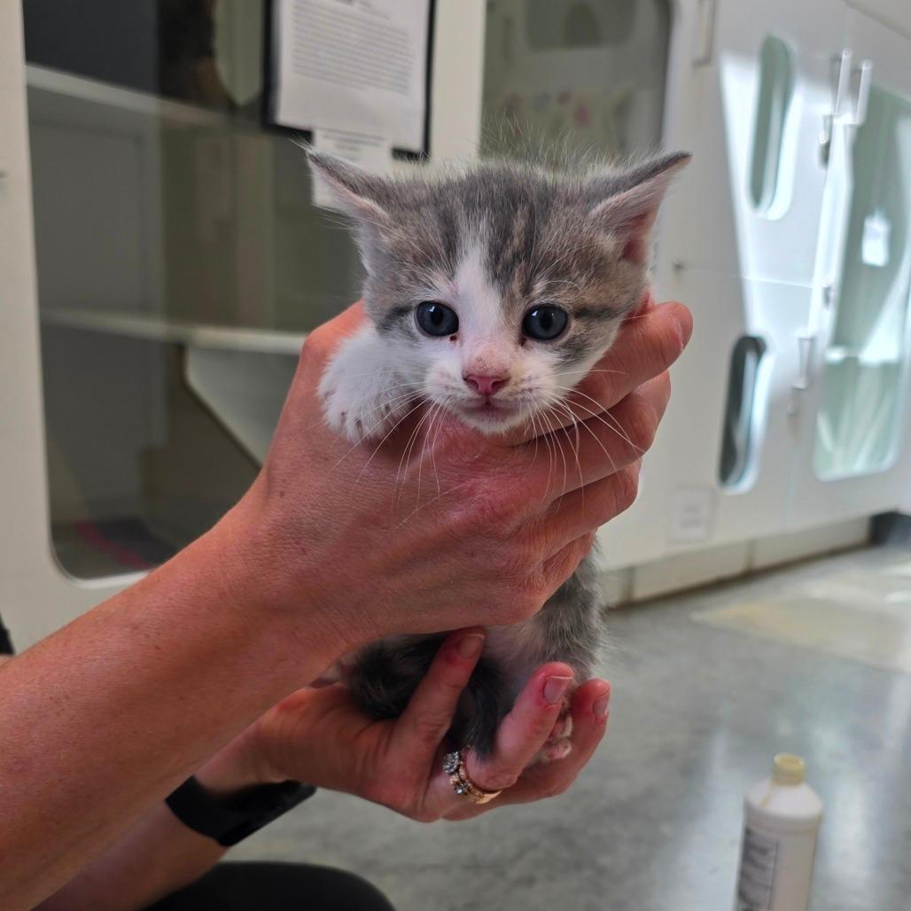 Portobello, Adoptable, Young Male Domestic Short Hair.