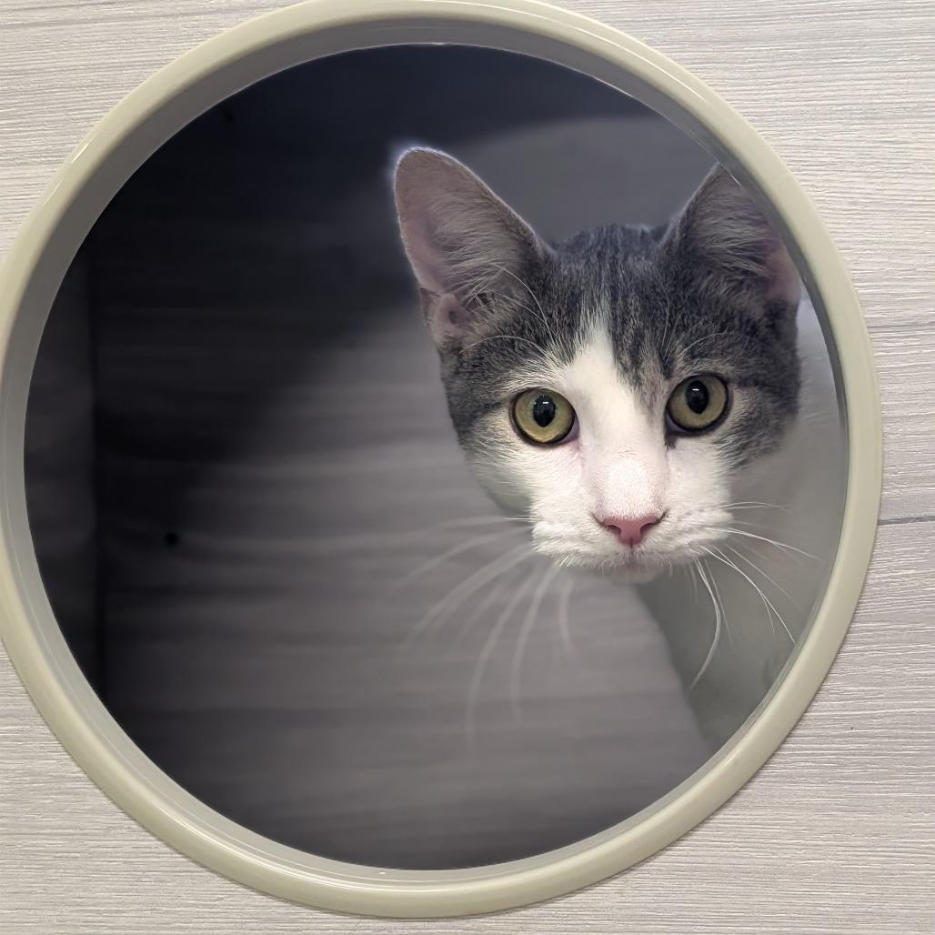 Enlarge Portobello, a Adoptable Domestic Short Hair in Jasper, IN image 2/5