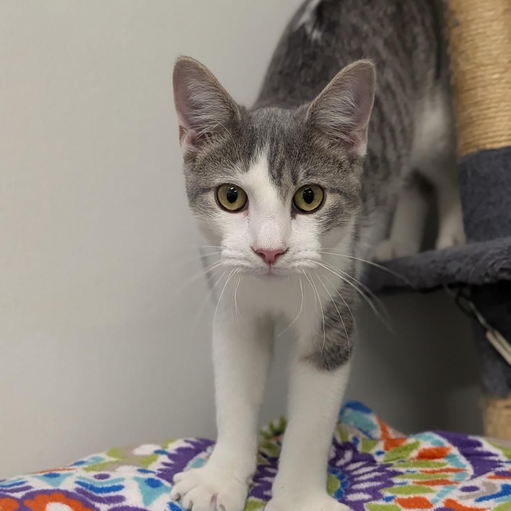 Enlarge Portobello, a Adoptable Domestic Short Hair in Jasper, IN image 3/5