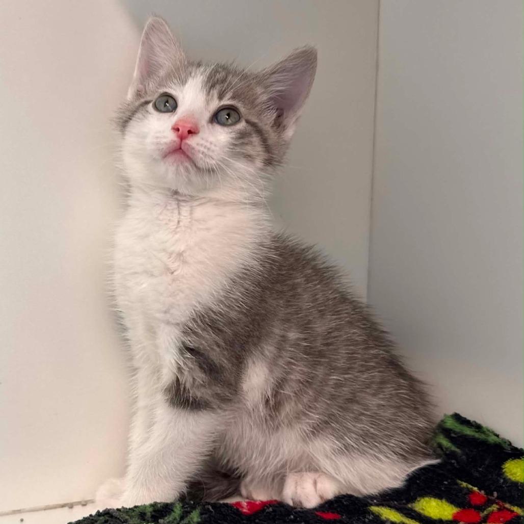 Enlarge Portobello, a Adoptable Domestic Short Hair in Jasper, IN image 4/5