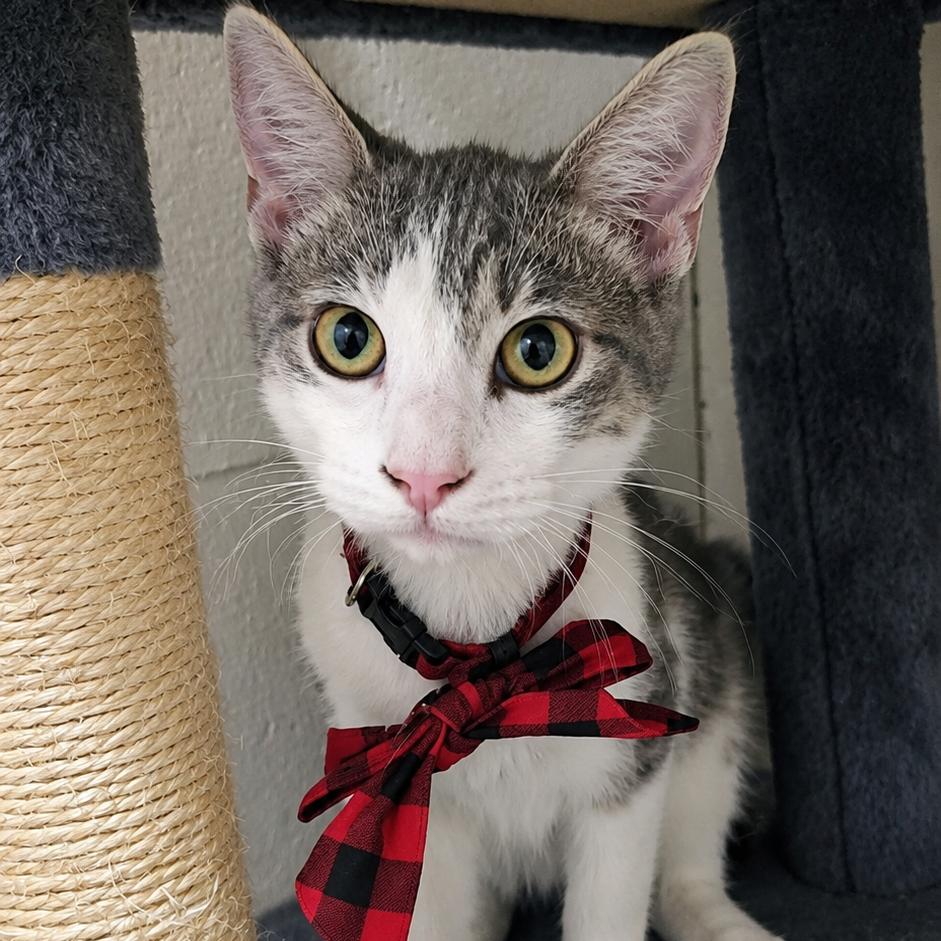 Enlarge Portobello, a Adoptable Domestic Short Hair in Jasper, IN image 5/5
