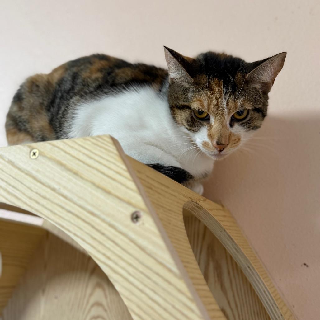 Pumpkin, Adoptable, Young Female Domestic Short Hair & Domestic Short Hair.