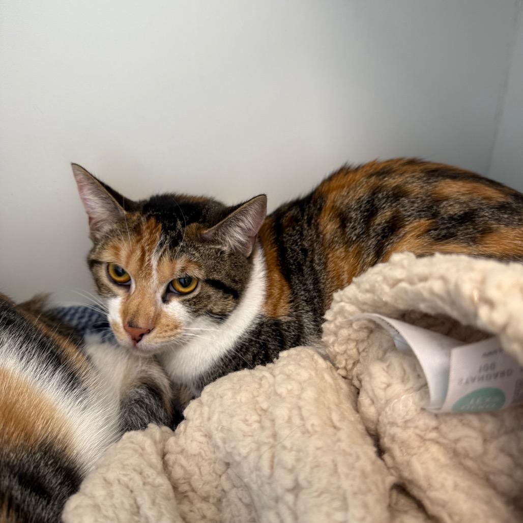 Enlarge Pumpkin, a Adoptable mixed breed in Port Richey, FL image 2/6