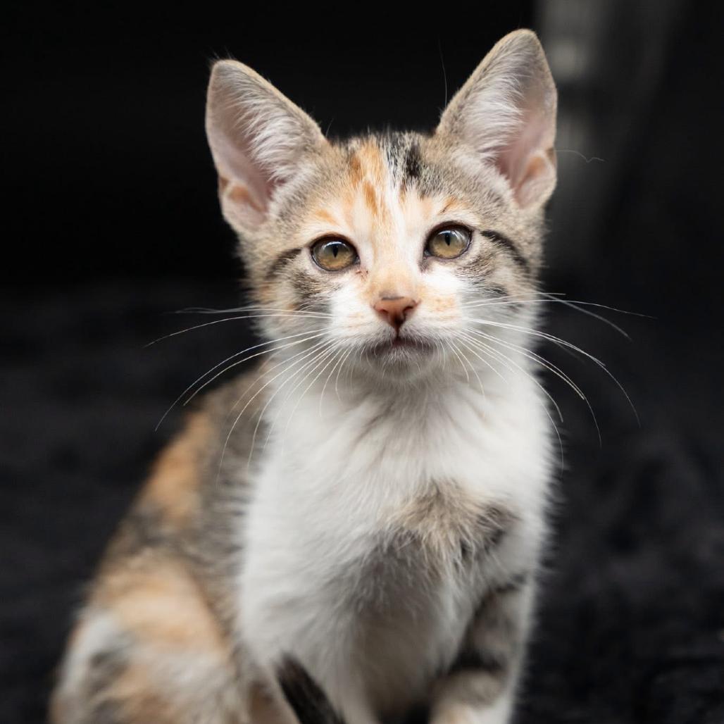Enlarge Pumpkin, a Adoptable mixed breed in Port Richey, FL image 3/6
