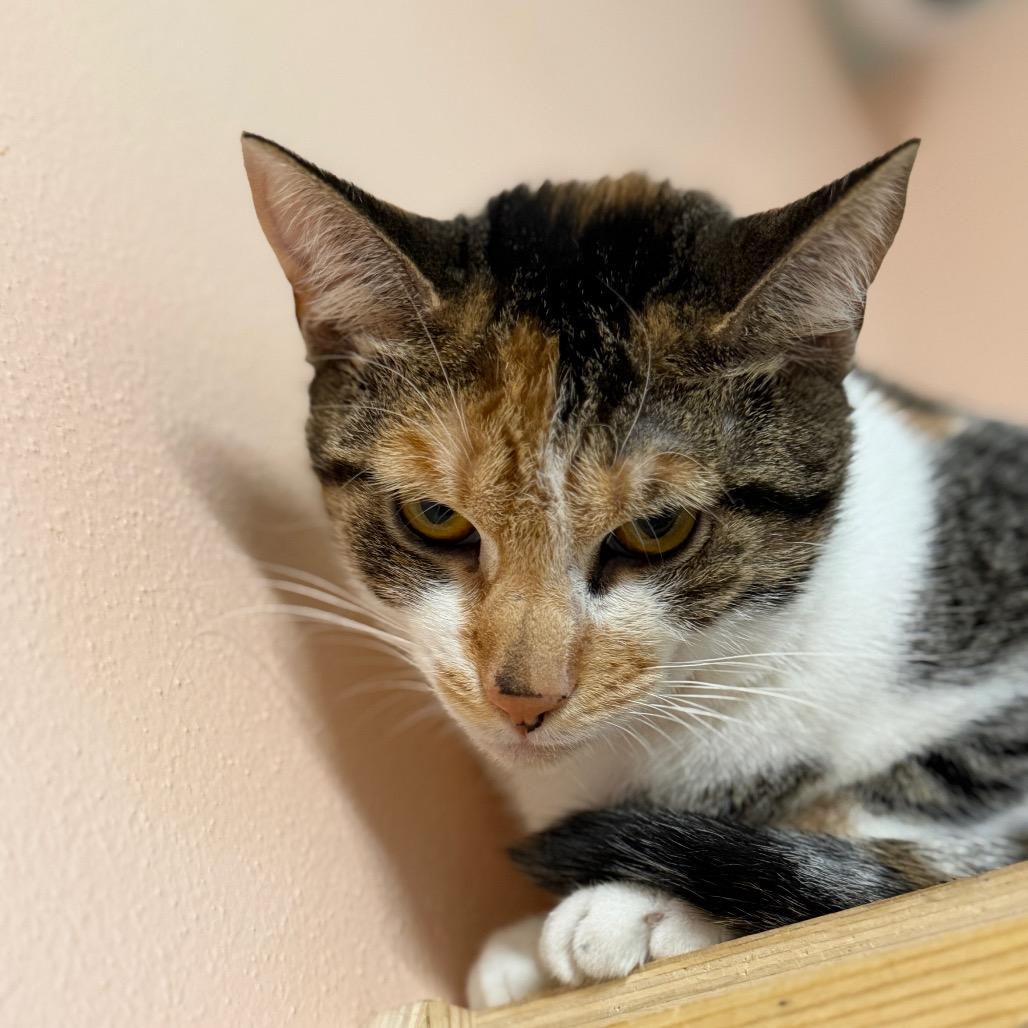 Enlarge Pumpkin, a Adoptable mixed breed in Port Richey, FL image 4/6