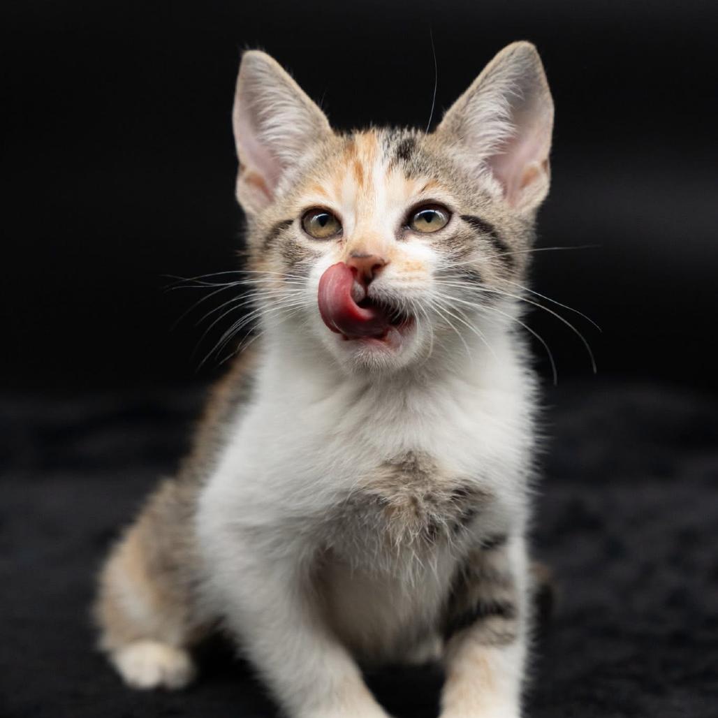 Enlarge Pumpkin, a Adoptable mixed breed in Port Richey, FL image 5/6