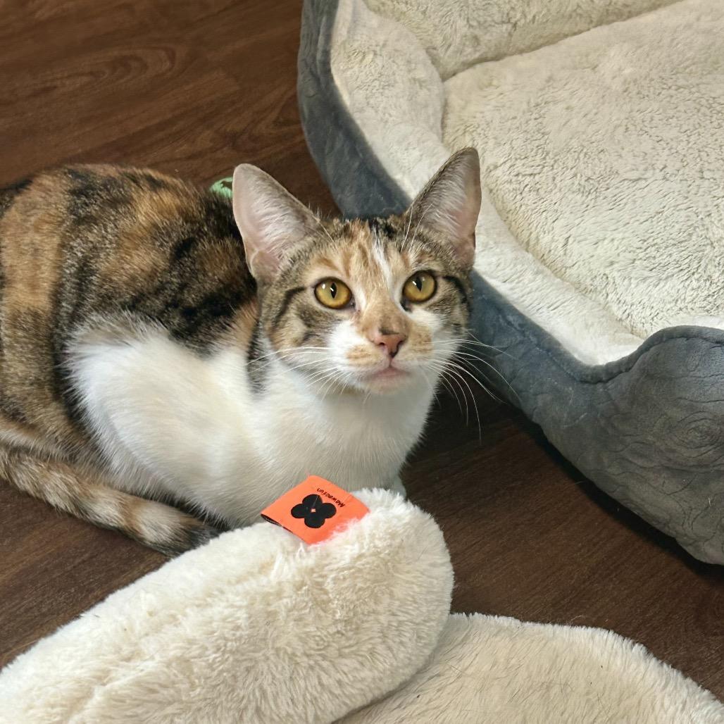 Enlarge Pumpkin, a Adoptable mixed breed in Port Richey, FL image 6/6